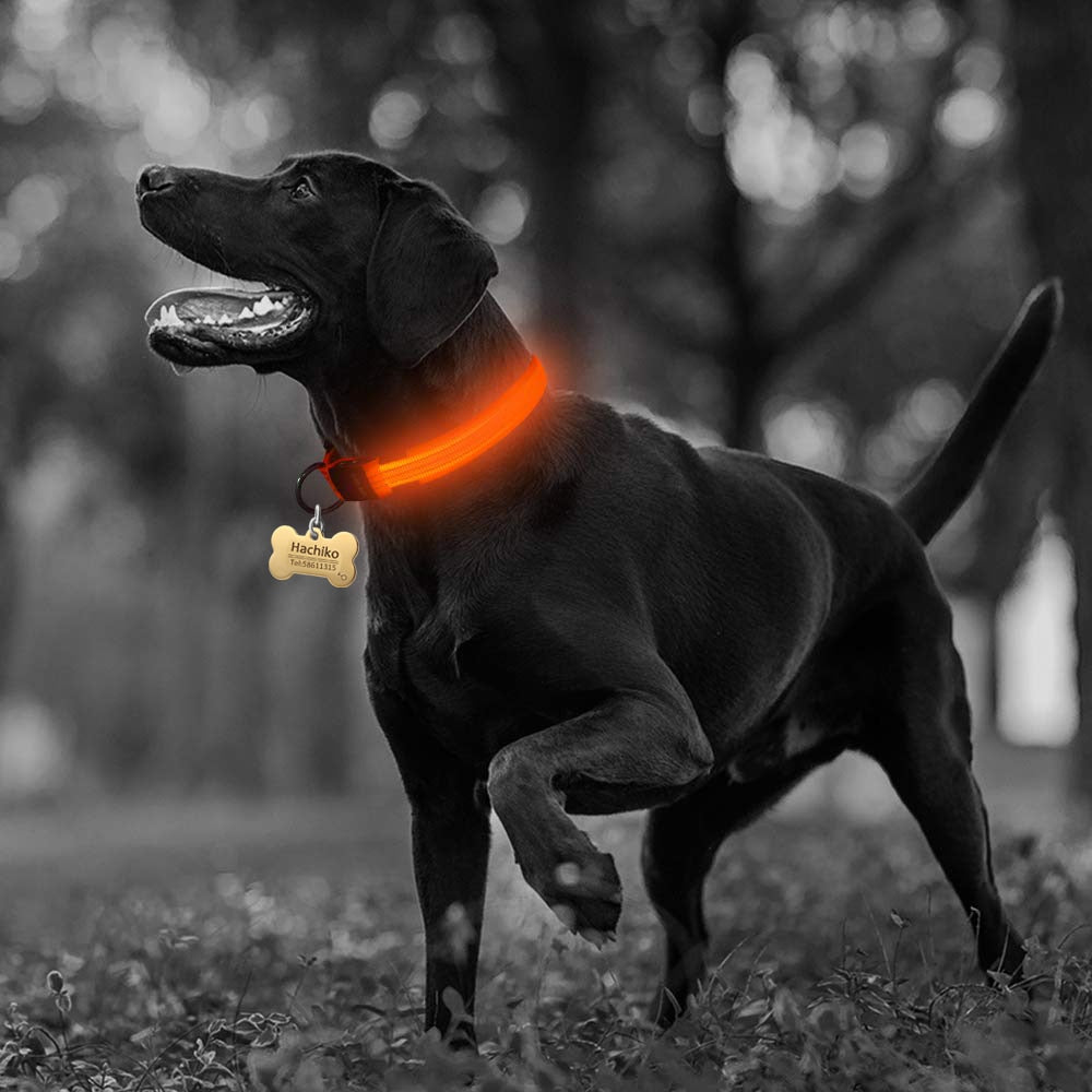 Night Glow Safety Collar