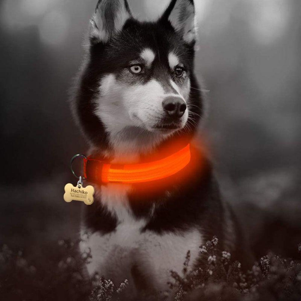 Night Glow Safety Collar